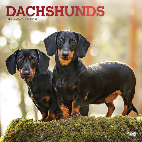 2025 Calendar Dachshunds 16-Month Square Wall Browntrout BT76915