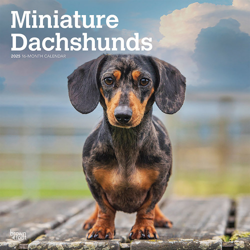 2025 Calendar Miniature Dachshunds 16-Month Square Wall Browntrout BT76922