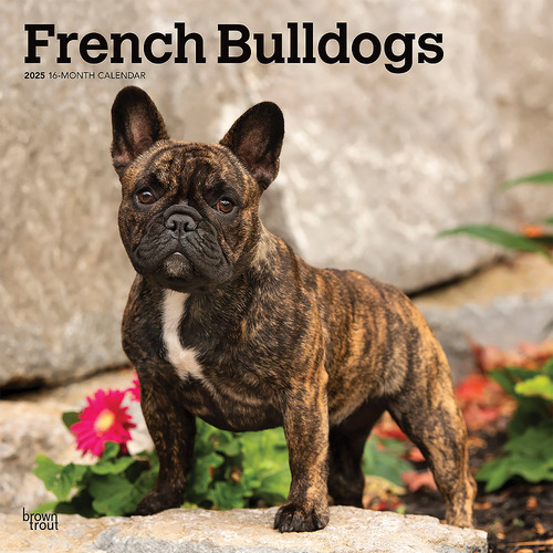 2025 Calendar French Bulldogs 16-Month Square Wall Browntrout BT76984