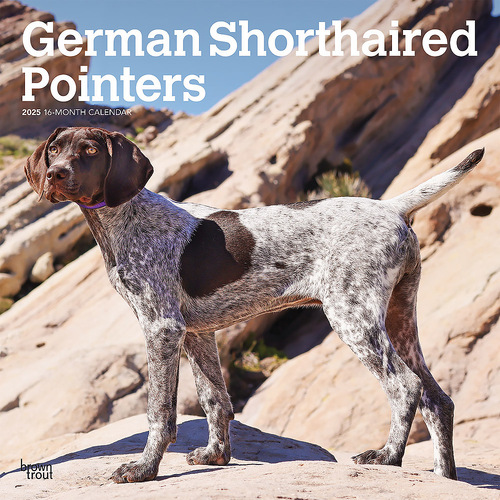 2025 Calendar German Shorthaired Pointers 16-Month Square Wall Browntrout BT77028