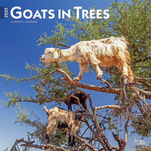 2025 Calendar Goats in Trees 16-Month Square Wall Browntrout BT77059