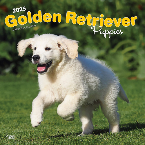 2025 Calendar Golden Retriever Puppies 16-Month Square Wall Browntrout BT77066