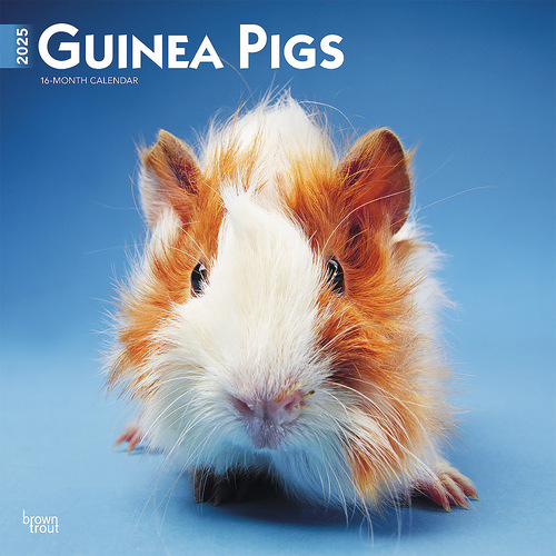 2025 Calendar Guinea Pigs 16-Month Square Wall Browntrout BT77134