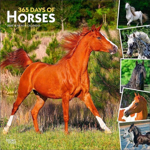 2025 Calendar 365 Days of Horses 16-Month Square Wall Browntrout BT77165