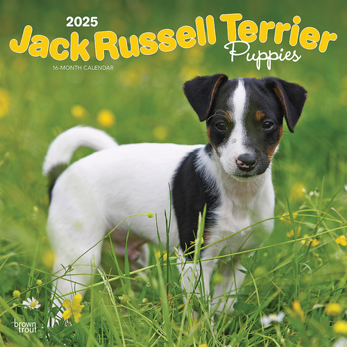 2025 Calendar Jack Russell Terrier Puppies 16-Month Square Wall Browntrout BT77226