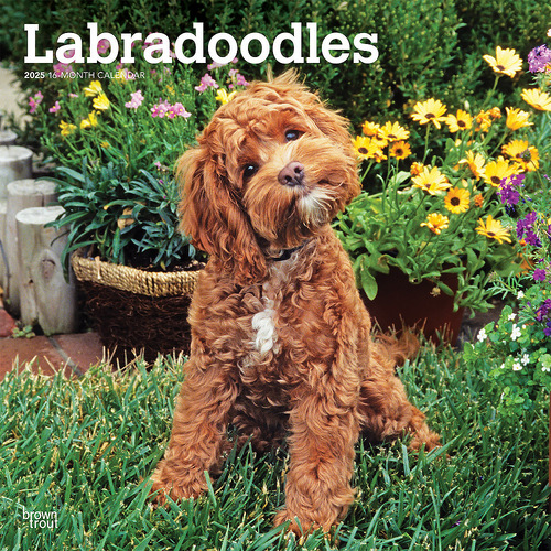 2025 Calendar Labradoodles 16-Month Square Wall Browntrout BT77295