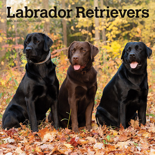 2025 Calendar Labrador Retrievers 16-Month Square Wall Browntrout BT77332