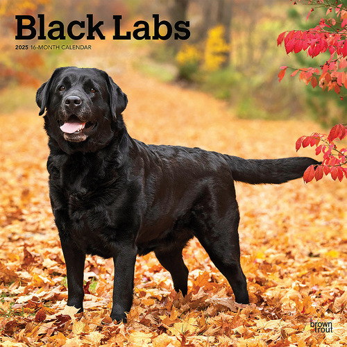 2025 Calendar Black Labrador Retrievers 16-Month Square Wall Browntrout BT77349