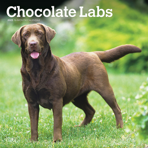 2025 Calendar Chocolate Labrador Retrievers 16-Month Square Wall Browntrout BT77356