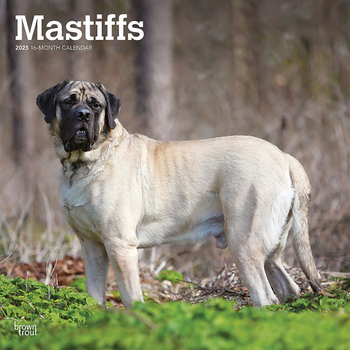 2025 Calendar Mastiffs 16-Month Square Wall Browntrout BT77417