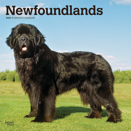 2025 Calendar Newfoundlands 16-Month Square Wall Browntrout BT77479