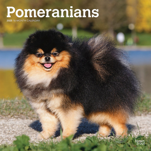 2025 Calendar Pomeranians 16-Month Square Wall Browntrout BT77530