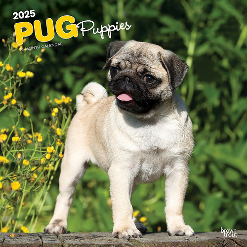 2025 Calendar Pug Puppies 16-Month Square Wall Browntrout BT77561