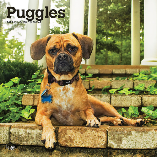 2025 Calendar Puggles 16-Month Square Wall Browntrout BT77578