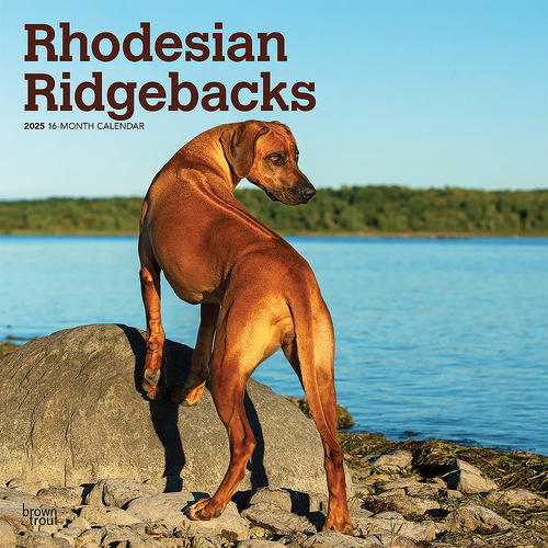 2025 Calendar Rhodesian Ridgebacks 16-Month Square Wall Browntrout BT77622