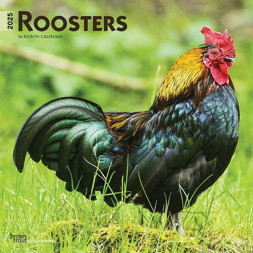 2025 Calendar Roosters 16-Month Square Wall Browntrout BT77639