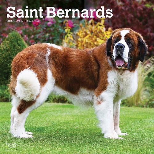 2025 Calendar Saint Bernards 16-Month Square Wall Browntrout BT77653