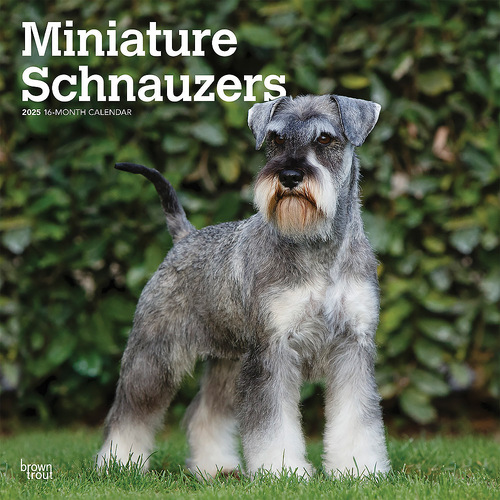 2025 Calendar Miniature Schnauzers 16-Month Square Wall Browntrout BT77684