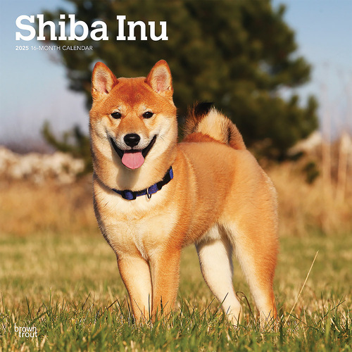 2025 Calendar Shiba Inu 16-Month Square Wall Browntrout BT77738