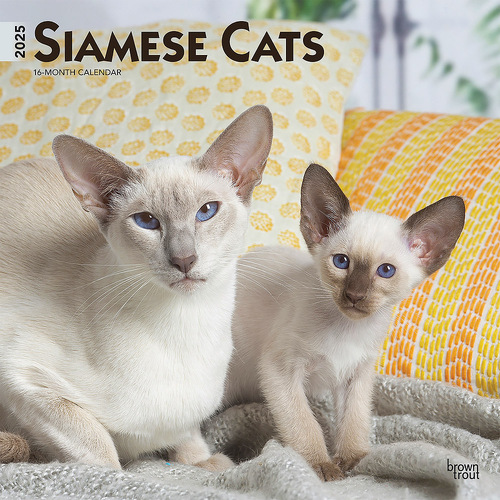 2025 Calendar Siamese Cats 16-Month Square Wall Browntrout BT77769