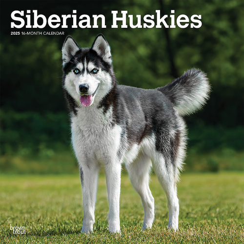 2025 Calendar Siberian Huskies 16-Month Square Wall Browntrout BT77776