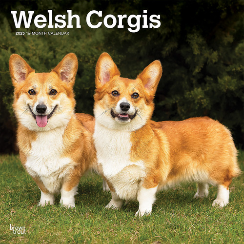 2025 Calendar Welsh Corgis 16-Month Square Wall Browntrout BT77950