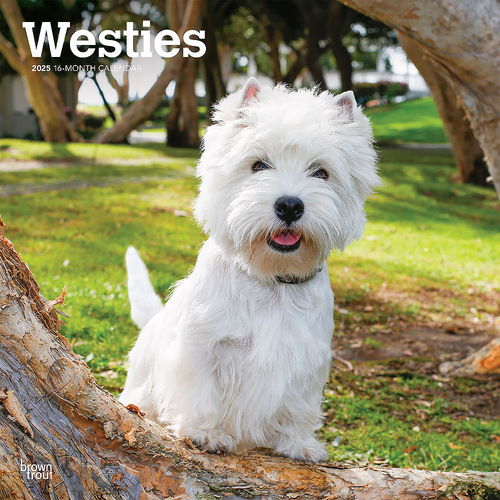 2025 Calendar West Highland White Terriers 16-Month Square Wall Browntrout BT77974