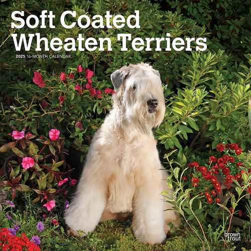 2025 Calendar Soft Coated Wheaten Terriers 16-Month Square Wall Browntrout BT77981