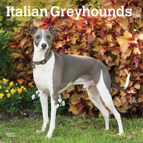 2025 Calendar Italian Greyhounds 16-Month Square Wall Browntrout BT78308