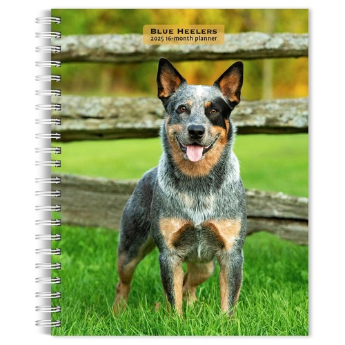 2025 16-Month Planner Blue Heelers Weekly Engagement Browntrout BT83142